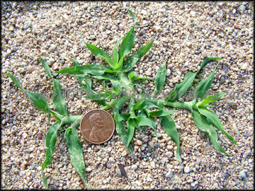Small Plant