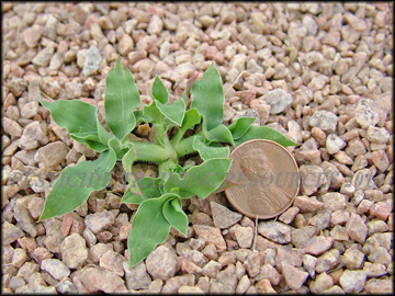 Small plant,