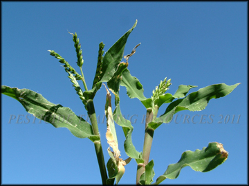 Foliage