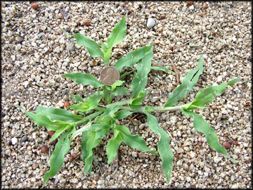 Small plant,