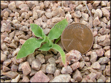 Small plant,