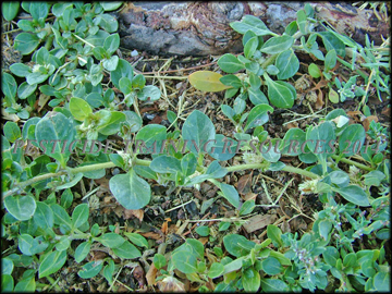 Foliage Top