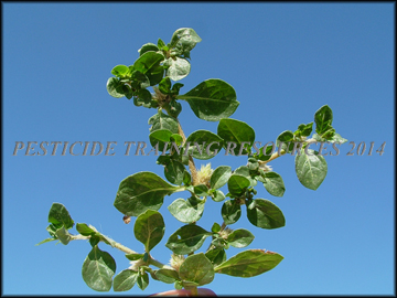 Foliage and Tepals