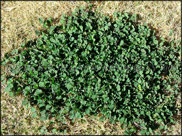 Large Plant