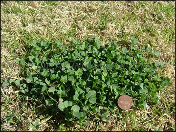 Small Plant