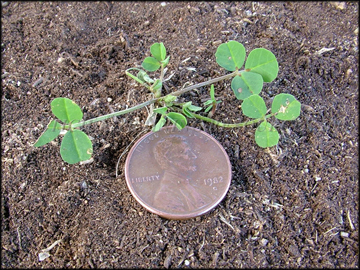 Seedling