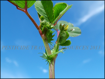 Stipules, Leaves