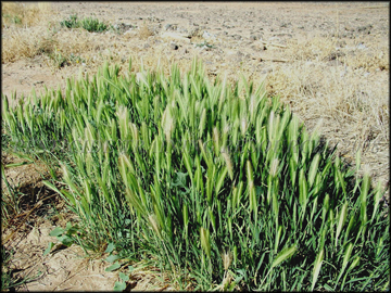 Seed Heads, Auricle