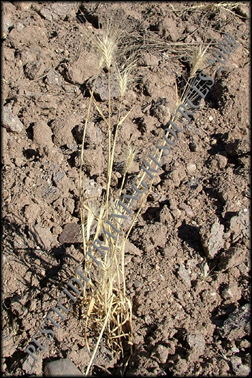 Dried plant
