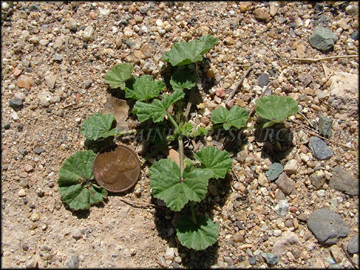 Small Plant