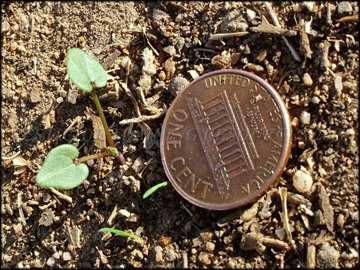 Seedling