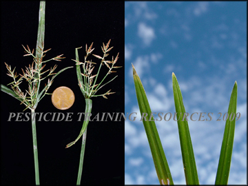 Inflorescense