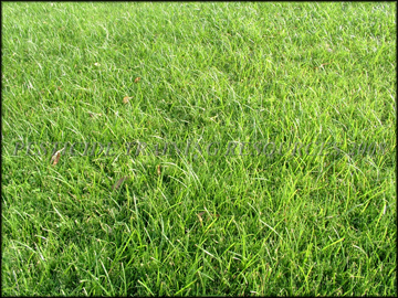 Infestation in turf