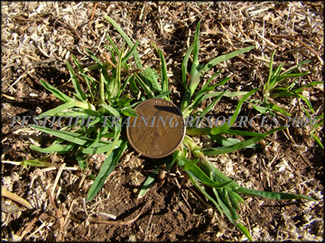 seedling