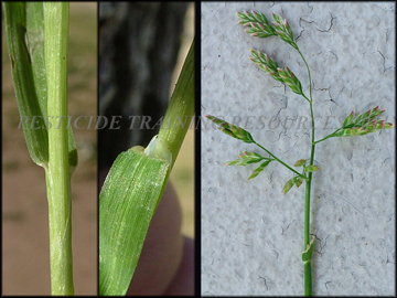 Inflorescense