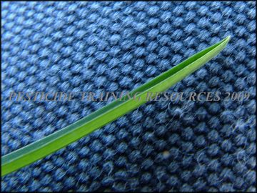 Leaf, Keel