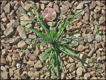 Inflorescense