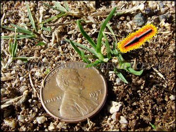 Inflorescense