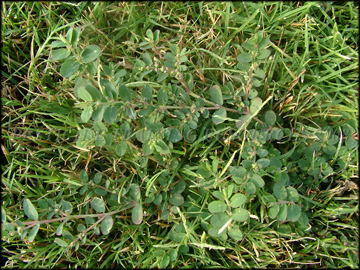 Foliage, Fruit