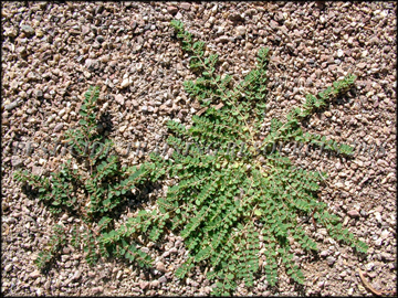 Plants