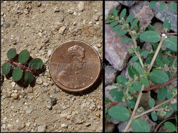 Seedling, Foliage, Milky Latex