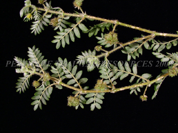 Foliage & Fruit