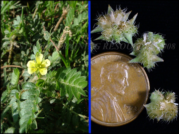 Large Plants