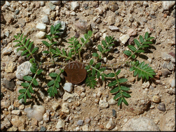Small Plant