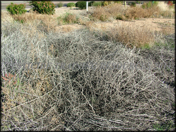 Dried Stems