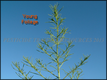Young Foliage