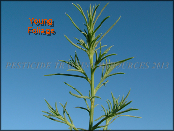 Young Foliage