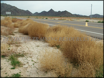Dried Plants