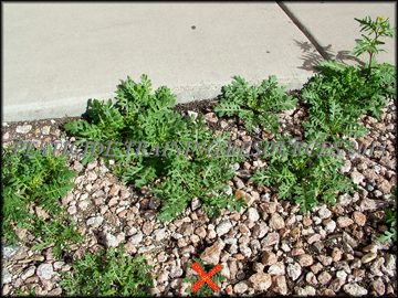 Small Plants