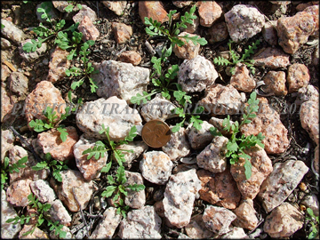 Seedlings