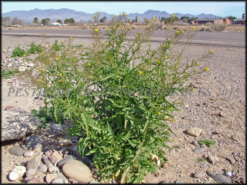 Plant