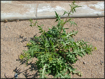 Plant