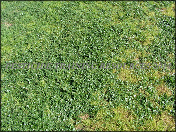Infestation in Turf