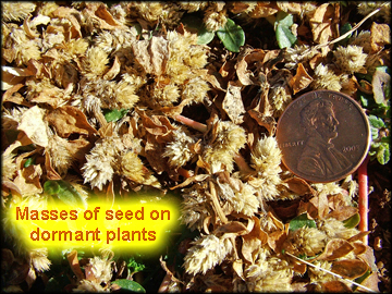 Seed Masses