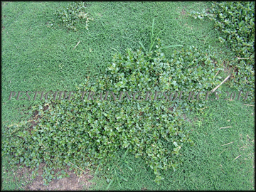 Infestation in Turf