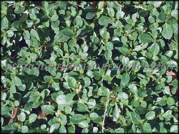 Foliage