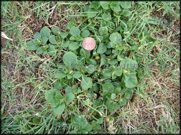 Infestation in Turf
