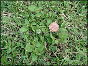 Small Plant
