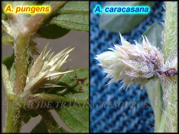Comparison