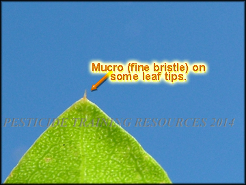 Mucro
