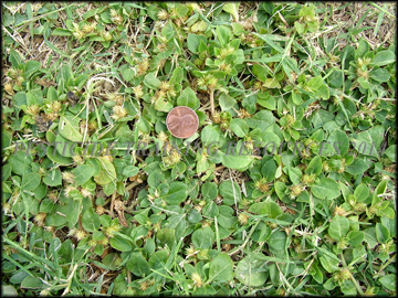 Infestation in Turf