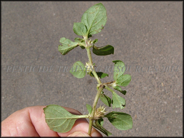 Back of Foliage