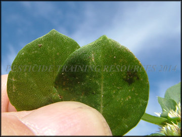 Leaves