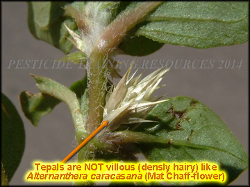 Tepals