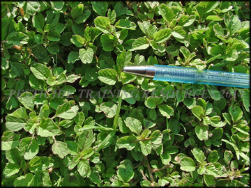 Foliage