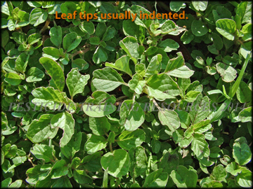 Foliage